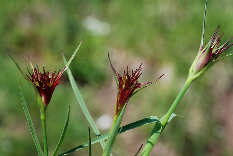 Trifolium subterraneum e Diantus cfr.carthusianorum